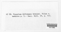 Gloeosporium deformans image